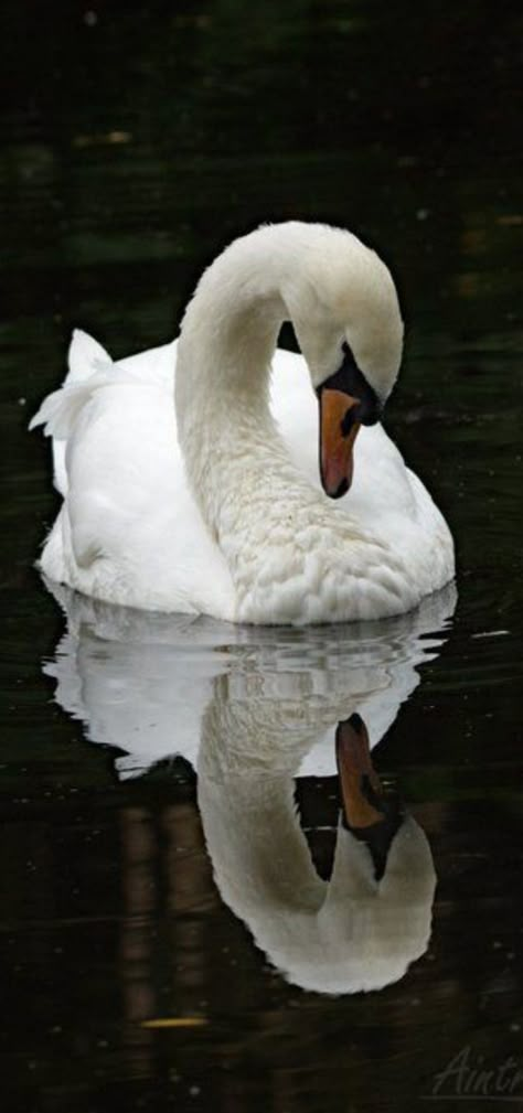 Swan Photography, Baby Swan, Swan Painting, Reflection Photos, Mute Swan, White Swan, A Level Art, Animal Totems, Bird Pictures