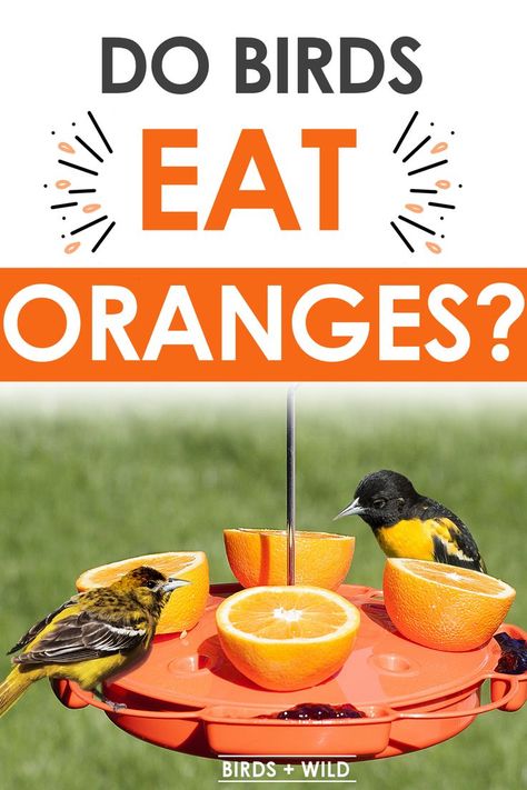 Types Of Oranges, What Is A Bird, Orange Bird, How To Attract Birds, Bird Food, Orange Leaf, Juicy Fruit, Eat Fruit, Backyard Birds