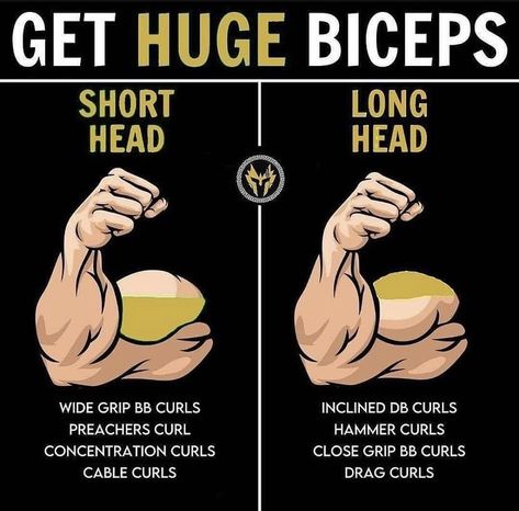 Biceps At Home, Bicep Workout Gym, Exercises For Arms, Big Biceps Workout, Huge Biceps, Bicep And Tricep Workout, Cardio Diet, Gym Workout Guide, Workout Program Gym