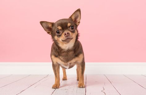 10 adorably small dog breeds that stay small - AOL Lifestyle Small Brown Dog, Poodle Teddy Bear Cut, Popular Dog Names, Brown Chihuahua, Low Maintenance Pets, Dog Standing, Basenji Dogs, Short Haired Dogs, Toy Dog Breeds