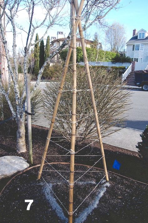 Garden Tripod Trellis, Tripod Trellis, Trellis For Peas, Pole Bean Trellis, Bean Trellis, Pea Trellis, Diy Bamboo, Gardening Tricks, Cucumber Trellis