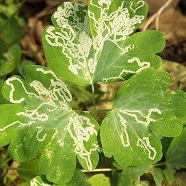 100337033 Black Spot On Roses, Slugs In Garden, Squiggly Lines, Lawn Pests, Organic Pesticide, Garden Bugs, Plant Pests, Japanese Beetles, Garden Insects