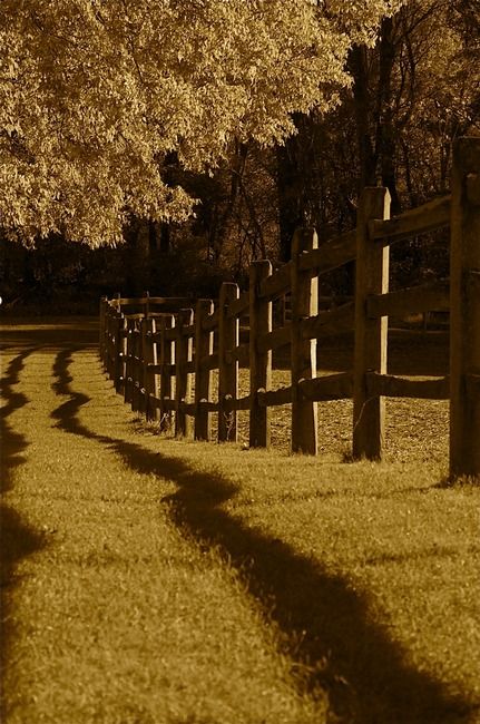 Leading Lines Photography, Lines Project, Fence Photography, Darkroom Photography, Quiet Summer, Wooden Fence Gate, Easy Fence, Leading Lines, Fence Planters