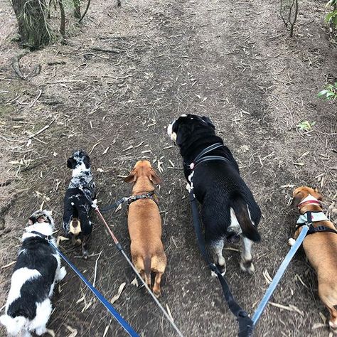 One of today’s group walks on the way to the nature reserve! Dexter, banshee, Captain, Wally & Graeme! 😍🐶🐾 Dog Sitting Aesthetic, Pet Sitting Aesthetic, Sitting Aesthetic, Bottle Girl, Dog Walking Business, Bottle Girls, School Goals, Mood Vibes, Dream Jobs