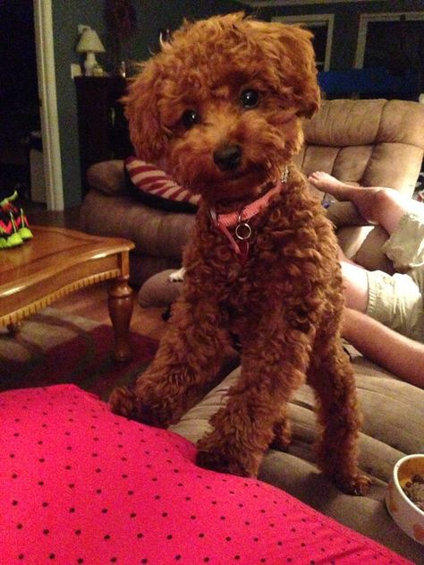 Toy Poodle Haircut, Poodle Haircut, Poodle Toy, Poodle Cuts, Red Poodles, Puppy Cut, Poodle Grooming, Dog Haircuts, Rottweiler Puppies