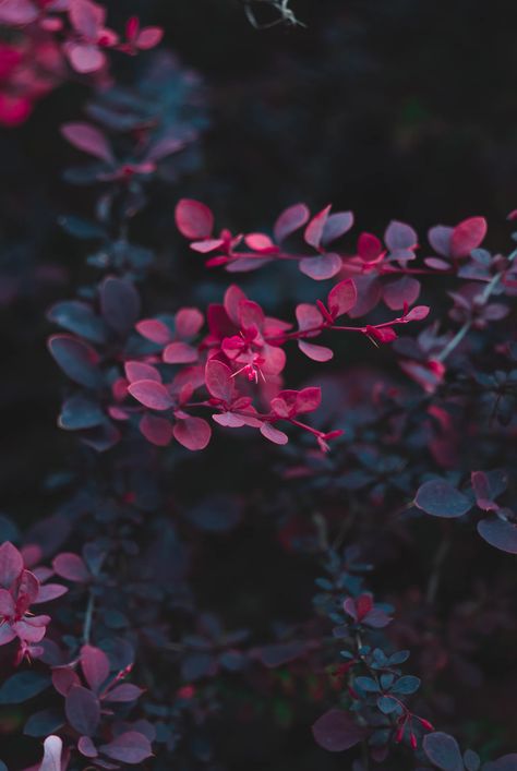 Red Leaf Plants, Macro Photography Flowers, Dark Purple Flowers, Purple Flowers Wallpaper, Dark Nature, Flower Close Up, Dark Flowers, Close Up Photography, Plant Aesthetic