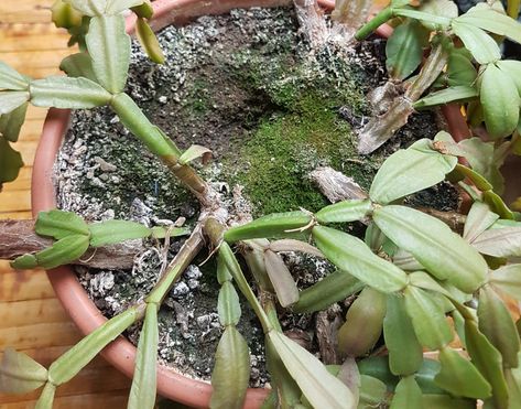 How To Root A Christmas Cactus, Outdoor Flowering Plants, Christmas Cactus Propagation, Christmas Cactus Care, Repotting Orchids, Cactus Christmas, Christmas Cactus Plant, Popular House Plants, Easter Cactus