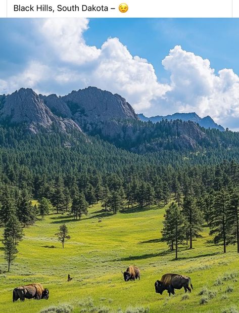 Yearly Vision Board, Black Hills South Dakota, Black Hills, South Dakota, Places I Want To Go, My Happy Place, Happy Places, Iowa, National Park