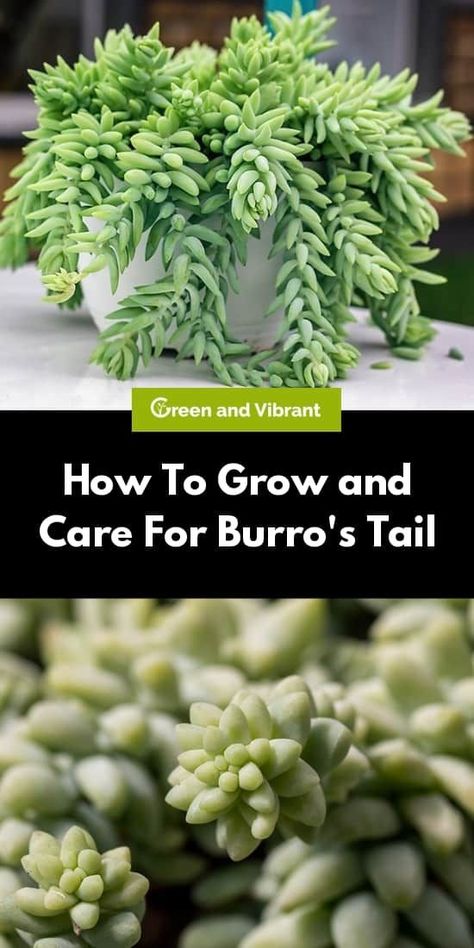 Burros Tail, Succulent Garden Indoor, Succulent Garden Diy, Propagating Succulents, Types Of Succulents, Inside Plants, Growing Succulents, Succulent Gardening, Succulents In Containers