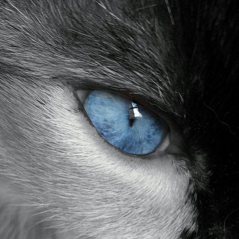 Blue Werewolf Eyes, Blue Eyed Wolf, White Wolf Aesthetic Blue Eyes, Wolf Icon, Blue Eyes Aesthetic, Wolf With Blue Eyes, White Wolf With Blue Eyes, Lup Singuratic, Demon Wolf