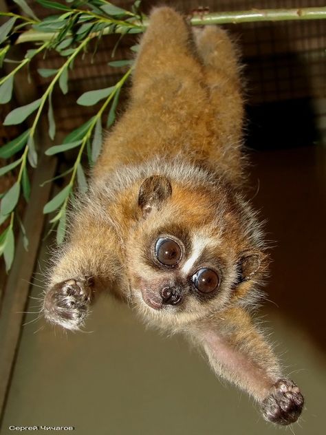 , Slow Loris, Magical Nature, Nature Tour, Unusual Animals, Cute Critters, Favorite Animal, Weird Animals, Primates, Hug Me