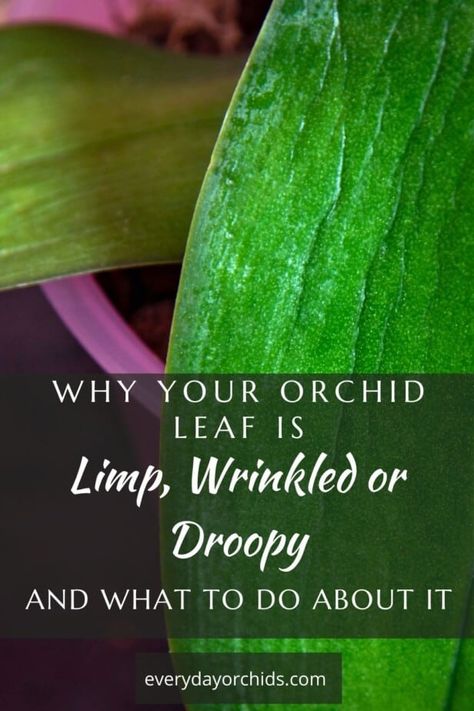 Why Are My Orchid Leaves Limp, Orchid Leaves Wrinkled, Orchid Meaning, Orchid Diseases, Orchid Growing, Orchids Care, Phalaenopsis Orchid Care, Repotting Orchids, Diy Backyard Fence