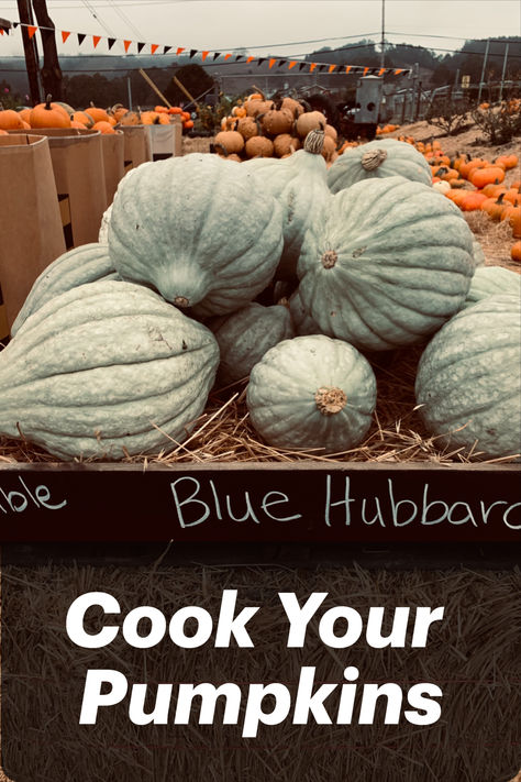 So you are cleaning up after Halloween and you know the pumpkin patches are still open, and offering crazy discounts on locally grown edible pumpkins! Snatch up the Blue Hubbard Squash now, use for decor until Thanksgiving, and wow your guests with a one of a kind fall dish made from Blue Hubbard Squash. Edible Pumpkins, Hubbard Squash Recipes, Blue Hubbard Squash, Hubbard Squash, Squash Dishes, Decorative Pumpkins, Fall Blue, Pumpkin Display, Pumpkin Patches