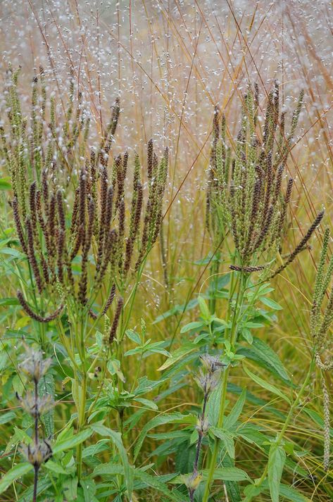 My favourite grass : Sporobolus heterolepis | In the foregro… | Flickr Sporobolus Heterolepis, Veronicastrum Virginicum, Prairie Plants, Personal Garden, Naturalistic Garden, Prairie Planting, Simple Landscape, Architectural Plants, Piet Oudolf