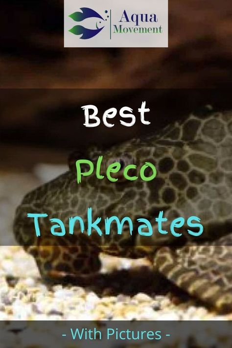 Pleco Fish Tank Ideas, Pleco Tank, Oscar Fish Tank Ideas, Pleco Tank Ideas, Swordtail Fish, Platy Fish, Pleco Fish, Oscar Fish, Community Tanks