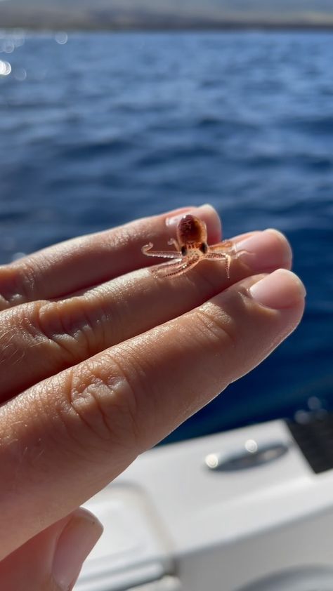 Did you know octopus are this small in their larval stage!? This baby octopus was removed from a piece of trash in the ocean & quickly put… | Instagram Trash In The Ocean, Octopus Aesthetic, Cute Squid, Octopus Cute, Crab Species, Tiny Baby Animals, Tiny Octopus, Random Pokemon, Octopus Ocean