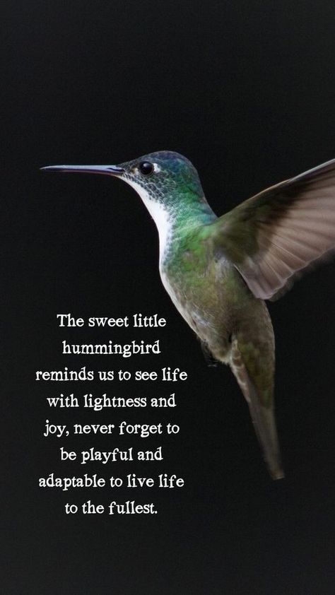 Hummingbird Spiritual Meaning, Bird Poetry, Hummingbird Quotes, Blessing Prayers, Hummingbird Symbolism, Tiny Miracles, Lovely Good Morning Images, Funny Poems, Hummingbird Pictures