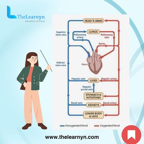 The dance of Oxygenated Blood and Deoxygenated Blood !Understanding the magic within our veins. #BloodScience #BodyEssentials #HealthJourney" In the intricate web of our circulatory system, two types of blood play a vital role - Oxygenated Blood and Deoxygenated Blood. Oxygenated blood, rich in oxygen, flows from the lungs to nourish our body's cells, giving us the energy we need to thrive. On the other hand, deoxygenated blood, having delivered its oxygen to the cells, returns to the heart ... Body Cells, Circulatory System, The Cell, Lungs, The Dance, Lower Body, Our Body, We Need, The Magic