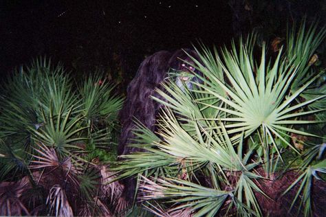 The Myakka Skunk Ape (2000, Florida.) Skunk Ape, Bigfoot Sightings, Unexplained Mysteries, Group Of Dogs, Urban Legends, Weird Creatures, Sunshine State, How To Take Photos, Around The Worlds