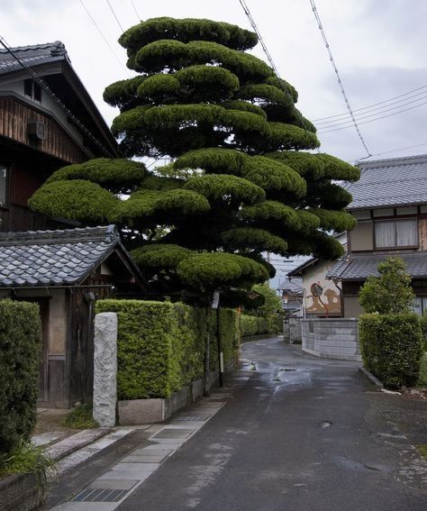 Japanese Garden Plants, Small Japanese Garden, Japanese Minimalist, Zen Garden Design, Japanese Tree, Topiary Garden, Japan Garden, Japanese Garden Design, Asian Garden