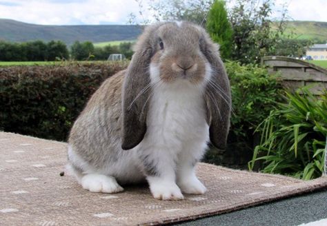 French Lop French Lops Rabbits, French Lop Bunny, Rabbit Lop Ear, Lopped Eared Bunnies, French Lop Rabbit, Giant Lop Rabbit, English Lop, French Lop, Lop Bunnies