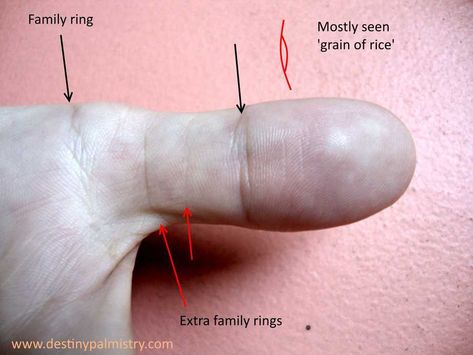 Thumb Lines in Palmistry Explained - Destiny Palmistry Palm Reading Lines, Palm Reading Charts, Indian Palmistry, Palmistry Reading, Line Study, Palmistry Hand, Palm Lines, Weight Gain Diet, Jyotish Astrology