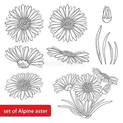 Vector set with outline open Alpine aster flower, bud and leaf isolated on white background. Ornamental Alpine mountain flower. Vector set with outline open vector illustration Aster Flowers Drawings, Mountain Flowers Drawing, Aster Flower Drawing Tattoo, Aster Illustration Flower, Aster Flower Illustration, Open Flower Drawing, Aster Line Drawing, Aster Flower Outline, Aster Flower Tattoo Design