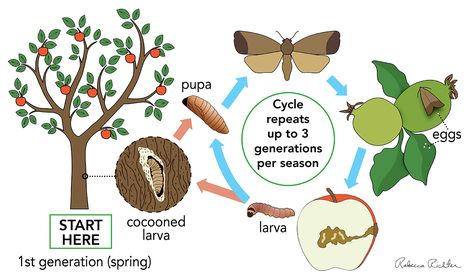 Managing Codling Moth in the Home Orchard - Western Agricultural Research Center Moth Life Cycle, Home Orchard, Codling Moth, Montana State University, Fruit Bag, Tree Pruning, Montana State, Pear Trees, Research Center