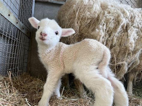 Sanctuary Animals, Baby Donkey, Farm Scenes, Strawberry Farm, Cute Lamb, Baby Lamb, Baby Goats, Pretty Animals, Silly Animals