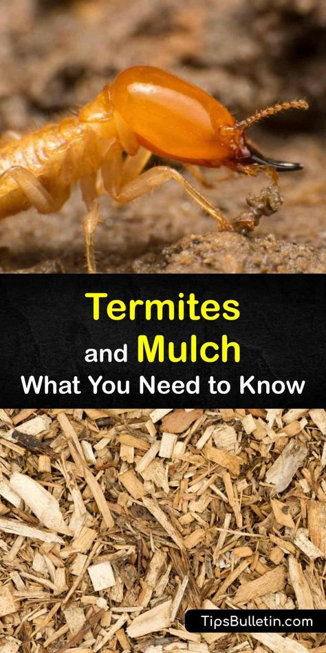 Discover what type of mulch termites enjoy, and which to use to repel termites from your home. Learn the difference between hardwood mulch and softwoods like cypress mulch and why subterranean termites seem drawn to nesting under mulch. #termite #wood #home #attract Wood Chips Landscaping, Mulch Yard, Drywood Termites, Wood Chip Mulch, Cedar Chips, Cypress Mulch, Straw Mulch, Types Of Mulch, Raised Garden Bed Plans