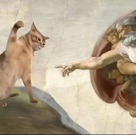 Edited Cat Pictures, Funny Cat Paintings, Silly Painting Ideas, Scorpio Photo, Cat Reaction Pictures, Fancy Cats, Angel Cat, Silly Cats Pictures, Silly Animals