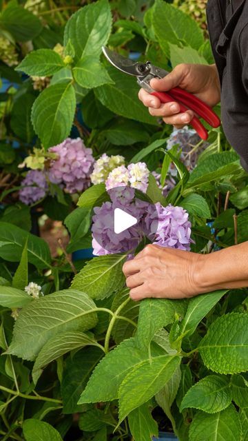 Prune Hydrangeas, When To Prune Hydrangeas, Types Of Hydrangeas, Hydrangea Care, Gardening Flowers, This Old House, Volume Hair, Old House, Old Houses