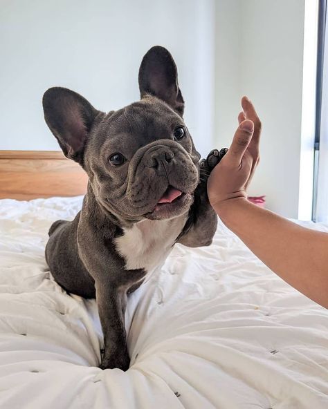 Bulldog Francese, Super Cute Puppies, Frenchie Bulldog, Frenchie Puppy, Cute French Bulldog, French Bulldog Puppies, Cute Dogs And Puppies, Cute Animal Photos