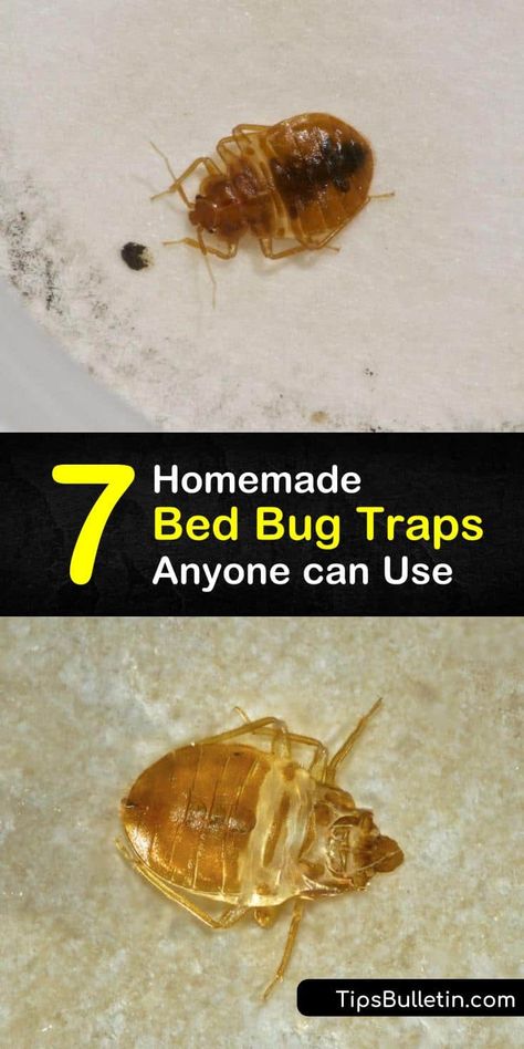 Bed Bugs Essential Oils, Bed Bug Remedies, Bed Bug Trap, Get Rid Of Bed Bugs, Homemade Beds, Bed Bug Spray, Bug Infestation, Bug Spray Recipe, Bug Trap