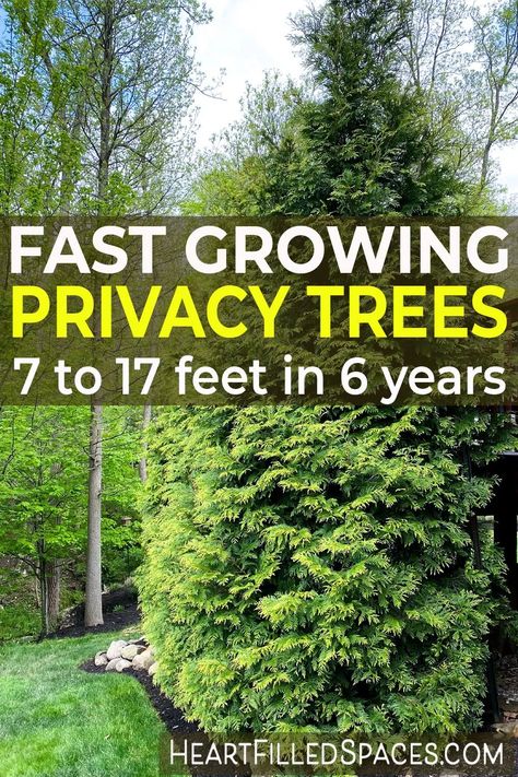 Are you looking for fast growing privacy trees? Selecting the right trees for your backyard can be a challenge. I've included a list of things you should consider before you plant and lessons we've learned along the way. Plus, my favorite variety of fast growing evergreen trees. #privacytrees #fastgrowingtrees #evergreentrees #backyardprivacy #planting Evergreen For Privacy, Landscaping For Dummies, Fast Growing Hedges For Privacy, Pine Tree Backyard, Privacy Hedges Fast Growing, Birch Garden, Evergreen Trees For Privacy, Fast Growing Privacy Shrubs, Privacy Landscaping Backyard