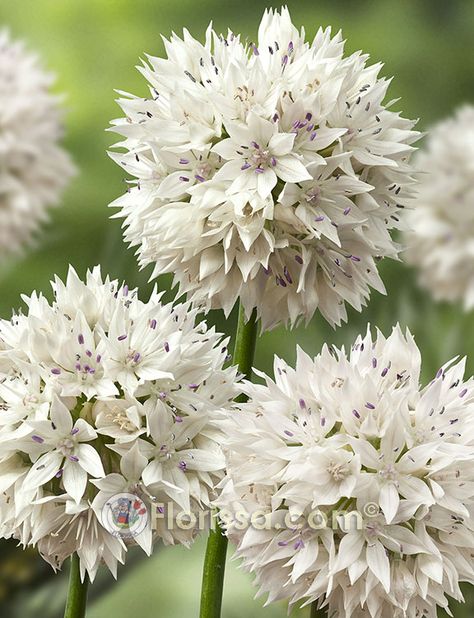 Allium Graceful beauty Purple Orb, Allium Sphaerocephalon, Botanical Tulip, Spanish Bluebells, Blue Hyacinth, Summer Flowering Bulbs, Perennial Border, Wine Red Color, Love Lily