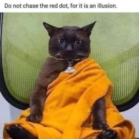 #humor #meditation #spirituality #selfawareness #love #happiness #consciousness Wisdom Meme, Insta Profile, Bad Cats, Profile Pic, Funny Animal Memes, Animal Memes, Cat Photo, Crazy Cats, Cat Pics