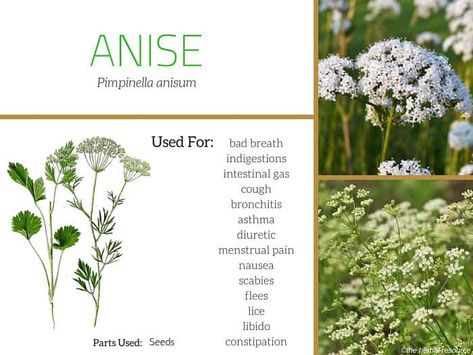 anise seed uses Tea For Colds, Medicinal Herbs Garden, Medical Herbs, Anise Seed, Plant Book, Healthy Teas, Herbal Magic, Cold Home Remedies, Healing Herbs