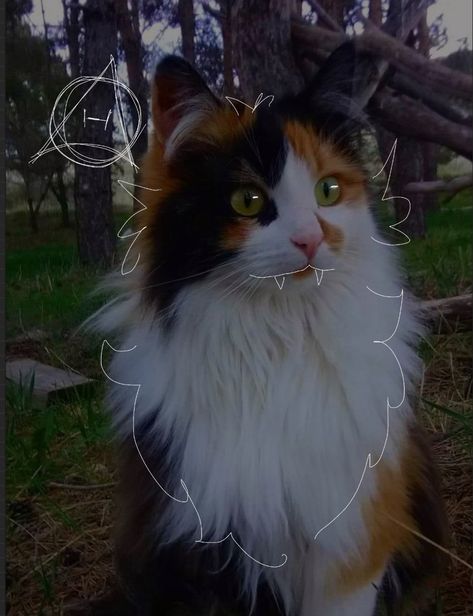 Therian Pfp Calico Cat, Cats Outside, Melanie Martinez Drawings, Dragon Puppet, Forest Cat, Anime Cat, Ragdoll Cat, Calico Cat, Warrior Cat