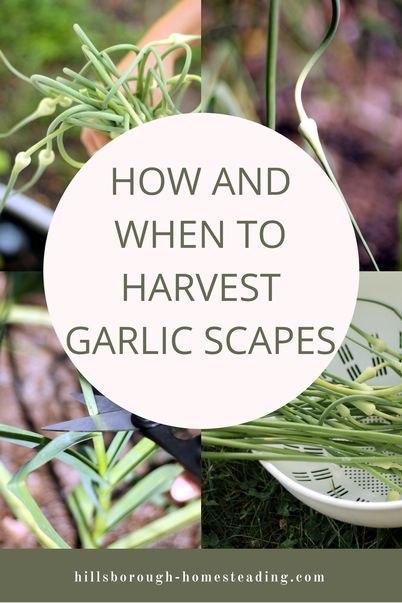 When To Pick Garlic, How To Harvest Garlic, When To Harvest Garlic, Harvest Garlic, Harvesting Garlic, Garlic Bulbs, Garlic Scapes, Growing Garlic, Growing Veggies