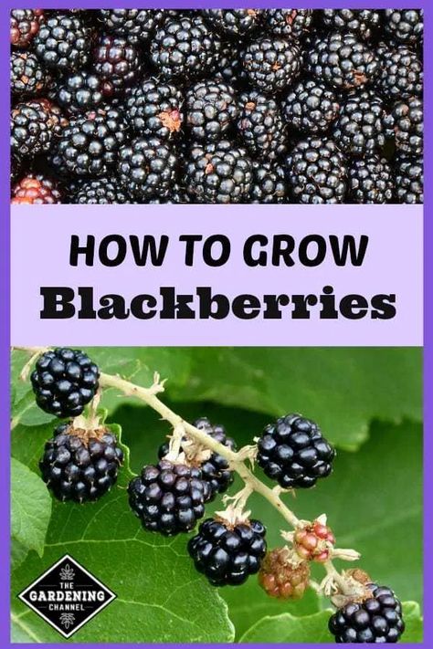 Blackberries Growing, How To Grow Blackberries, Grow Blackberries, Growing Berries, Planting Containers, Plantarea Legumelor, Blackberry Plants, Summer At Home, Growing Blackberries