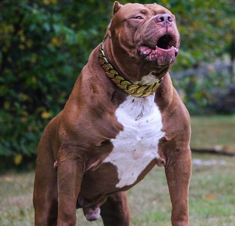 Hulk The Dog, Xxl Pitbull, American Bully Xxl, Bully Xxl, Pitbull Dog Breed, Dog Pitbull, Bully Breeds Dogs, Tiger Artwork, Cute Small Dogs