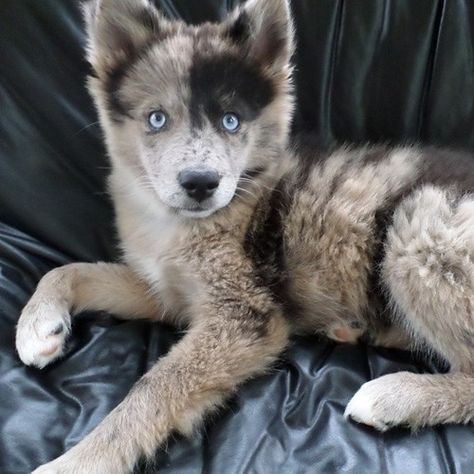 Absobloodlylootly stunning Pomsky! A Husky, Blue Merle, Husky Puppy, Blue Heeler, Appaloosa, Italian Greyhound, Quarter Horse, A Puppy, Cute Creatures