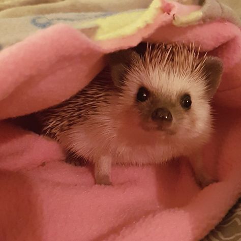 Pink Hedgehog, Hedgehog Pet, Cute Hedgehog, I Love Them So Much, Hedgehogs, Little Animals, Cute Little Animals, Think About It