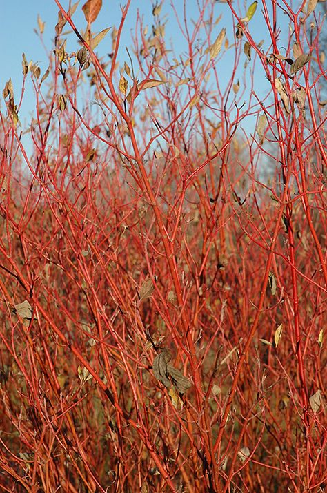 Cardinal Dogwood (Cornus sericea 'Cardinal') at Skillins Greenhouse Redtwig Dogwood, Cornus Sericea, Dundas Ontario, River Side, Front Gardens, Lake Front, Landscape Products, Full Size Photo, Plant Information