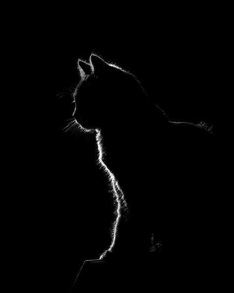 Cat Silhouette Photography, Kawaii Cat Drawing, Cats Art Drawing, Scratchboard Art, Black Paper Drawing, Silhouette Photography, Black And White Art Drawing, Black Cat Art, Cat Photography