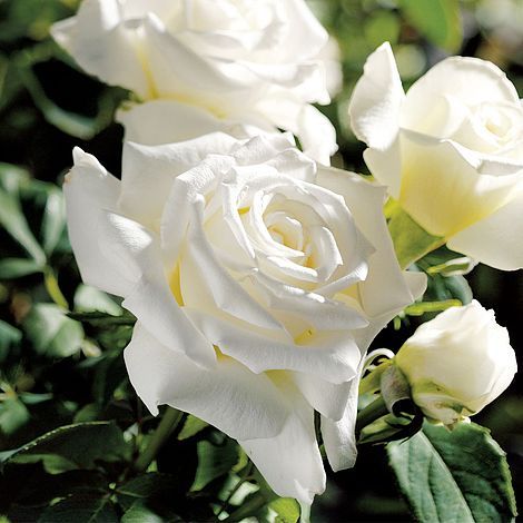 Hybrid Tea Roses Garden, Hybrid Tea Roses Care, Rose Garden Landscape, Hybrid Tea Rose, Fragrant Roses, Rose Care, Heirloom Roses, Pope John Paul Ii, Growing Roses