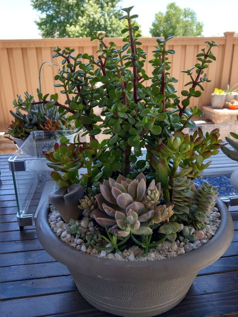 Succulent Plants Indoor, Repot Succulents, Indoor Succulent Garden, Mini Cactus Garden, Succulent Garden Outdoor, Succulent Planting, Succulent Outdoor, Succulent Garden Landscape, Garden Succulents