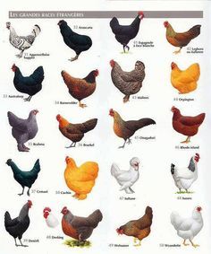 Best Chicken Breeds: 12 Types of Hens that Lay Lots of Eggs, Make Good Pets, and Fit in Small Yards ► Farm Worksheets, Chicken Anatomy, Pig Feeder, Best Laying Chickens, Raising Turkeys, Laying Chickens Breeds, Chicken Coop Pallets, Best Egg Laying Chickens, Laying Chickens