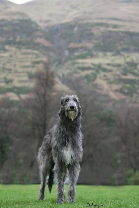 Irish Greyhound, Irish Tweed, Scottish Deerhound Puppy, Deerhound Scottish, Wolf Hound, Scottish Wolfhound, Black Irish Wolfhound, Irish Wolf Hound, Irish Wolfhounds